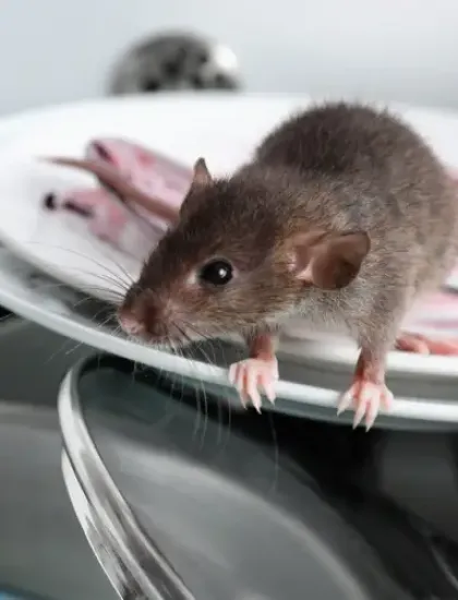 mouse in a kitchen
