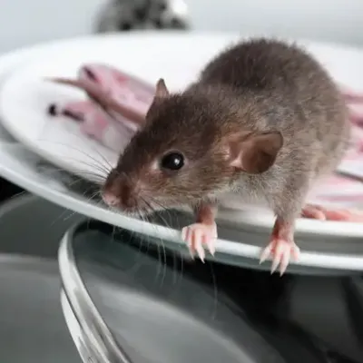 mouse in a kitchen