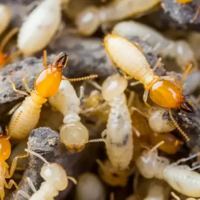 termites-swarm