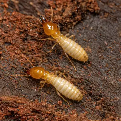 termites